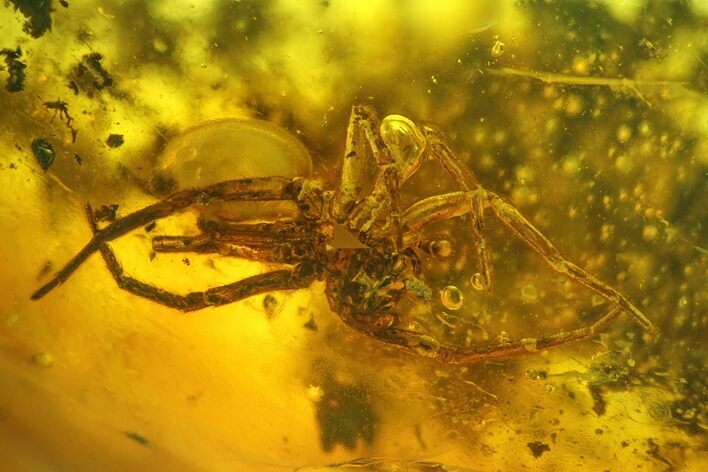 Large, Detailed Fossil Spider (Araneae) in Baltic Amber #207488